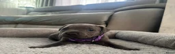 Staffordshire Bull Terrier dogs for sale: KC Registered Staffordshire bull terriers - Advert 20