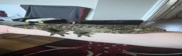 Gecko reptiles for sale: CB23 nuu ana leachianus gecko  - Advert 2