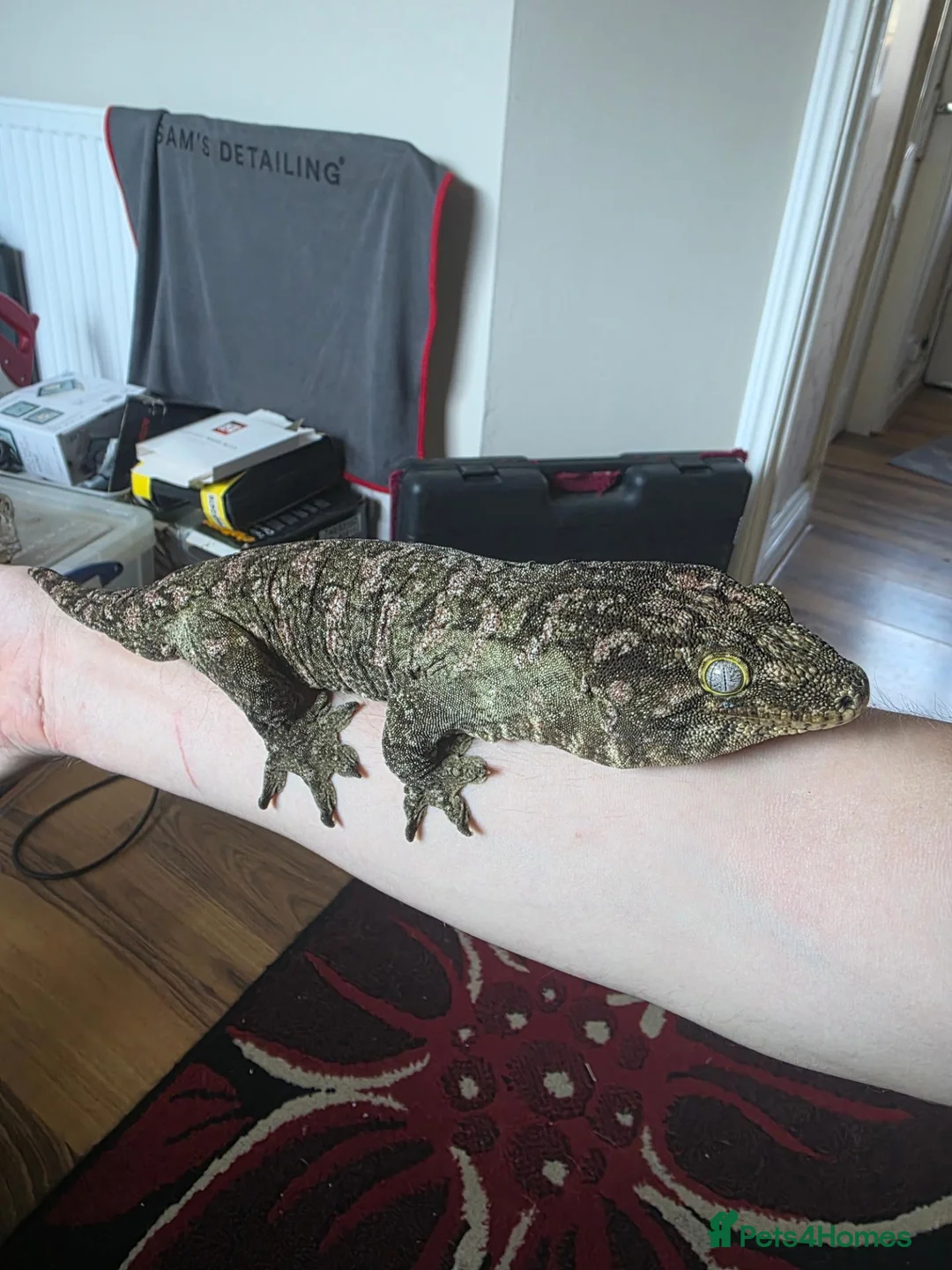 Gecko reptiles for sale: CB23 nuu ana leachianus gecko  - Advert 2