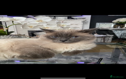 Mixed Breed cats for sale: 5 Beautiful Ragdoll x Kittens  - Image 9