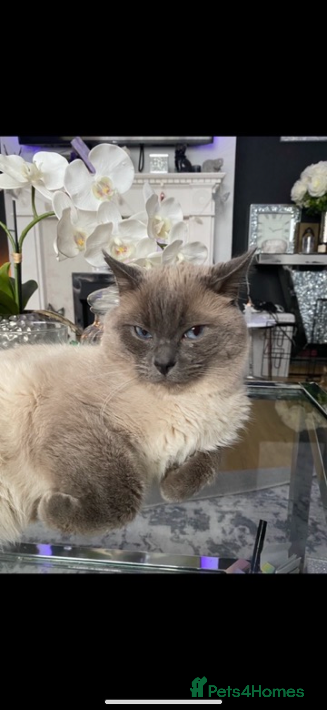 Mixed Breed cats for sale: 5 Beautiful Ragdoll x Kittens  - Image 9