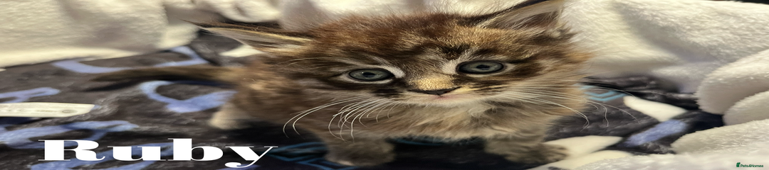 Maine Coon Kitten 4