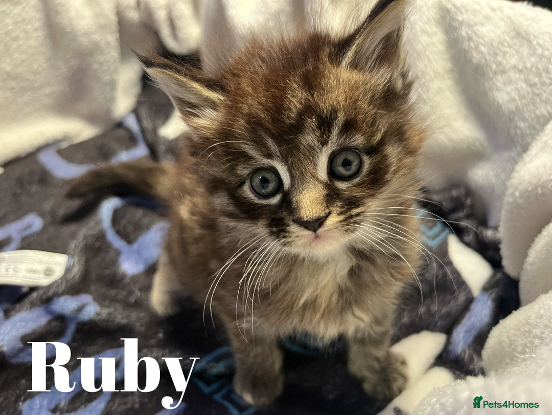 Maine Coon cats for sale: Stunning Half Maine coon kittens  - Image 3