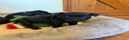 Staffordshire Bull Terrier dogs for sale: Black KC Reg/Health Tested Staffordshire Puppies. - Advert 29