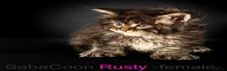 Maine Coon cats for sale: Polydactyl Maine Coon kittens are available  - Advert 10
