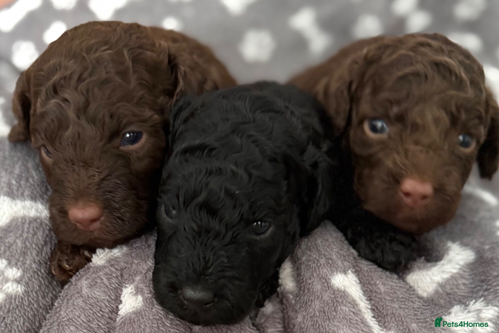 Miniature Poodle dogs 3 girls left Beautiful Miniature Poodle Puppies - Advert 6