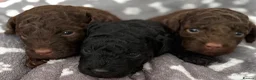 Miniature Poodle dogs for sale: All reserved Beautiful Miniature Poodle Puppies - Advert 13