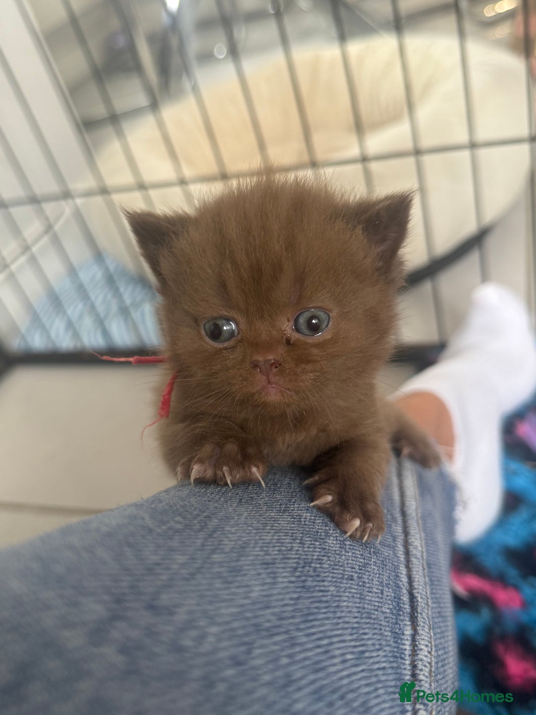 British Shorthair cats for sale: British shorthair kittens  - Image 16
