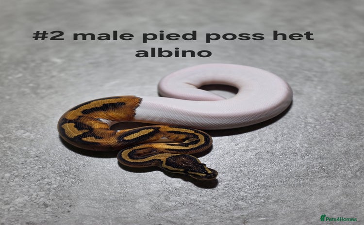 Python Snake reptiles - Advert 1