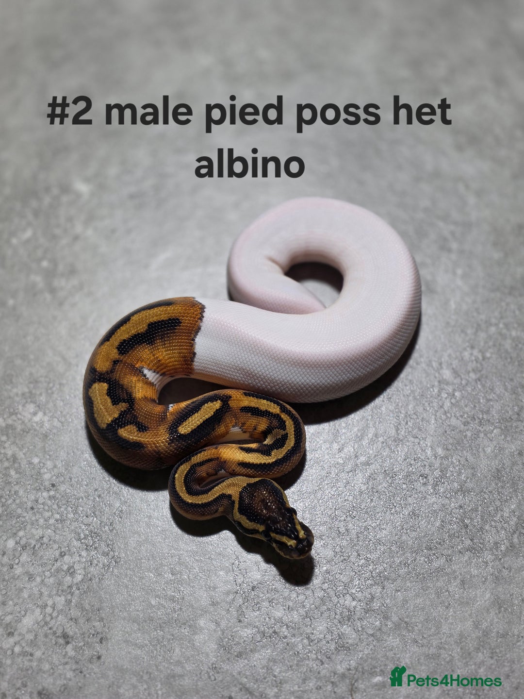 Python Snake reptiles for sale: Hatchling royal pythons  - Image 1