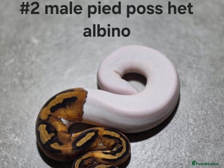 Python Snake reptiles - Advert 10