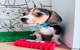 Beagle dogs for sale: Beagle Puppies Ready for Love! - Advert 4