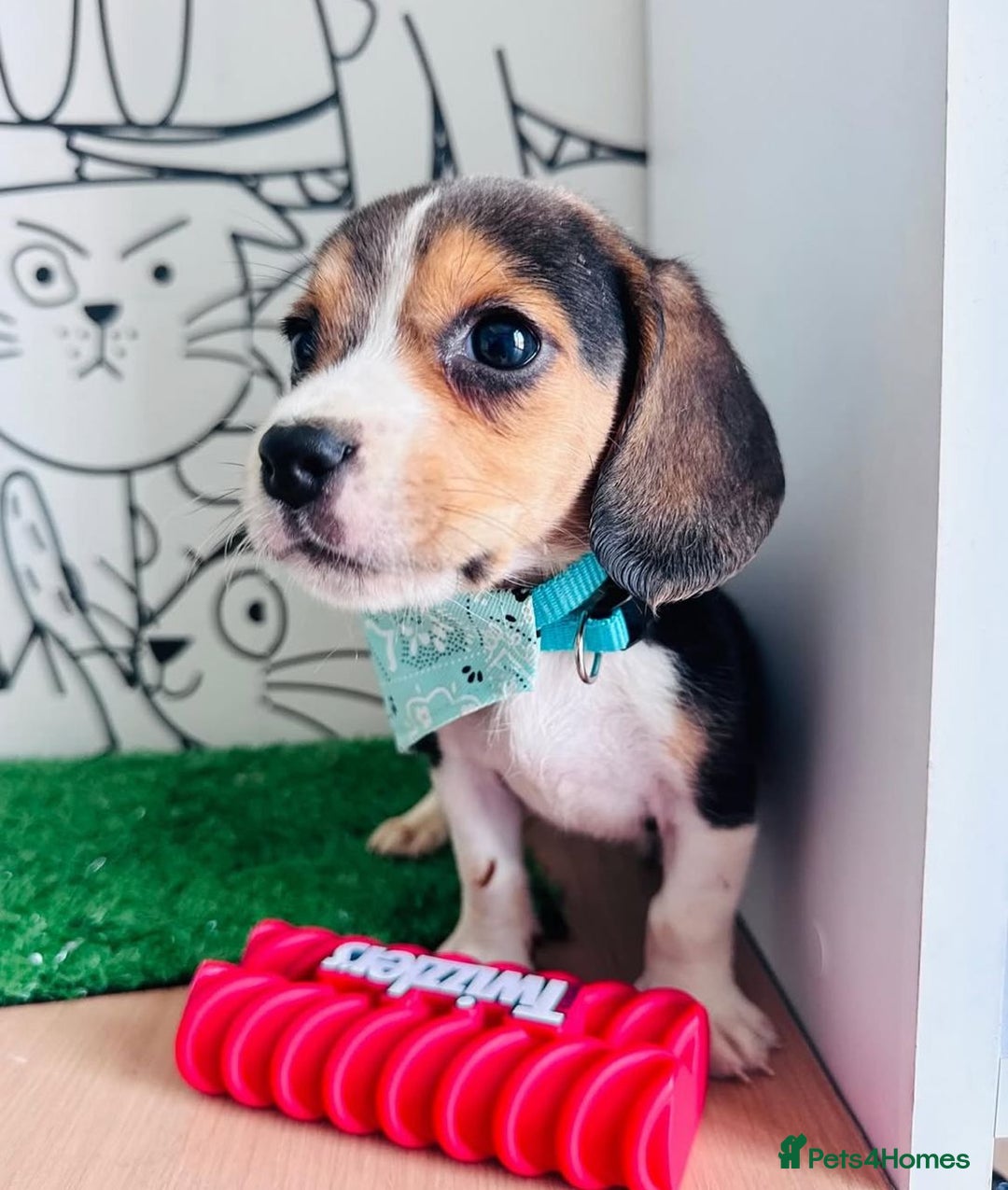 Beagle dogs for sale: Beagle Puppies Ready for Love! - Advert 4
