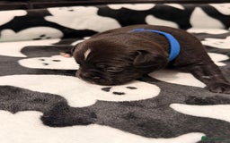 Mixed Breed dogs for sale: 6 beautiful French bulldog x Patterdale pups - Image 2