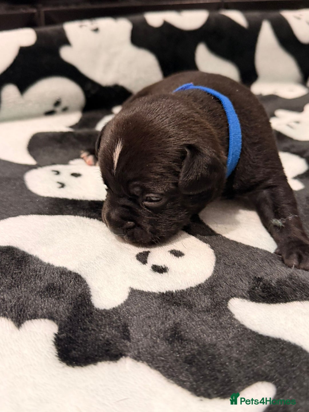 Mixed Breed dogs for sale: 6 beautiful French bulldog x Patterdale pups - Image 2