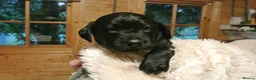Labrador Retriever dogs for sale: 3 males in Aberlour - Advert 4