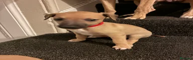 Whippet Puppy 2