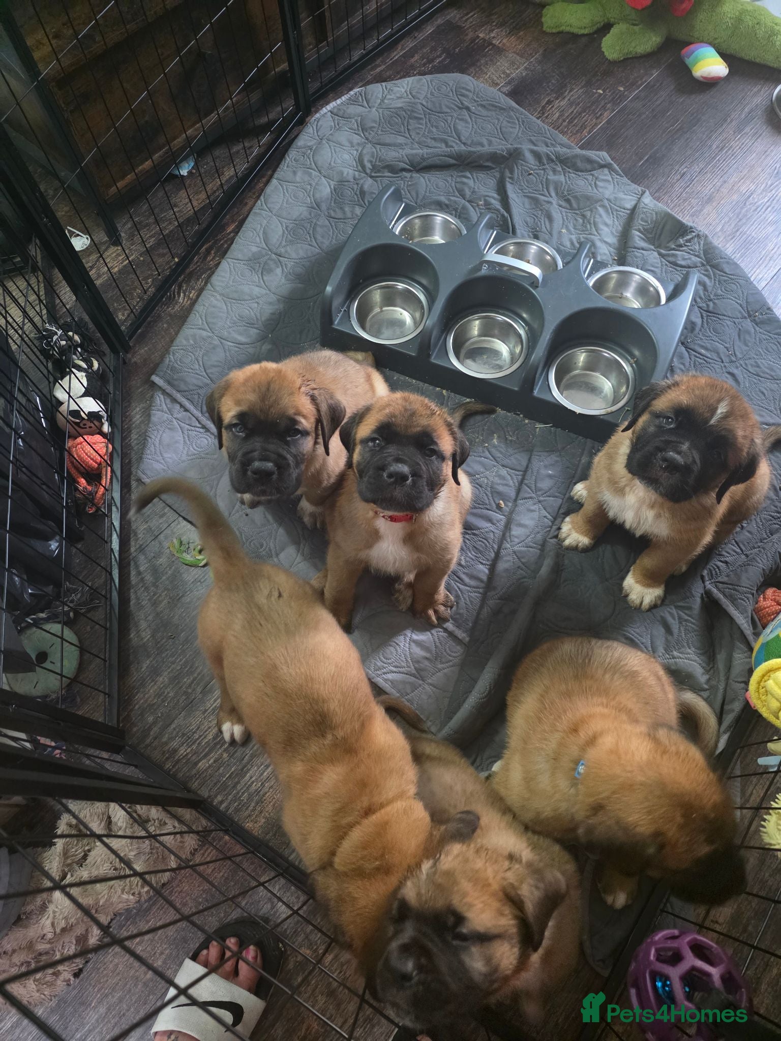 Saint Bernard dogs Saint de bordeaux puppies  - Advert 5