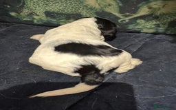 Cocker Spaniel dogs for sale: KC show cocker puppies black white blue roan - Image 22