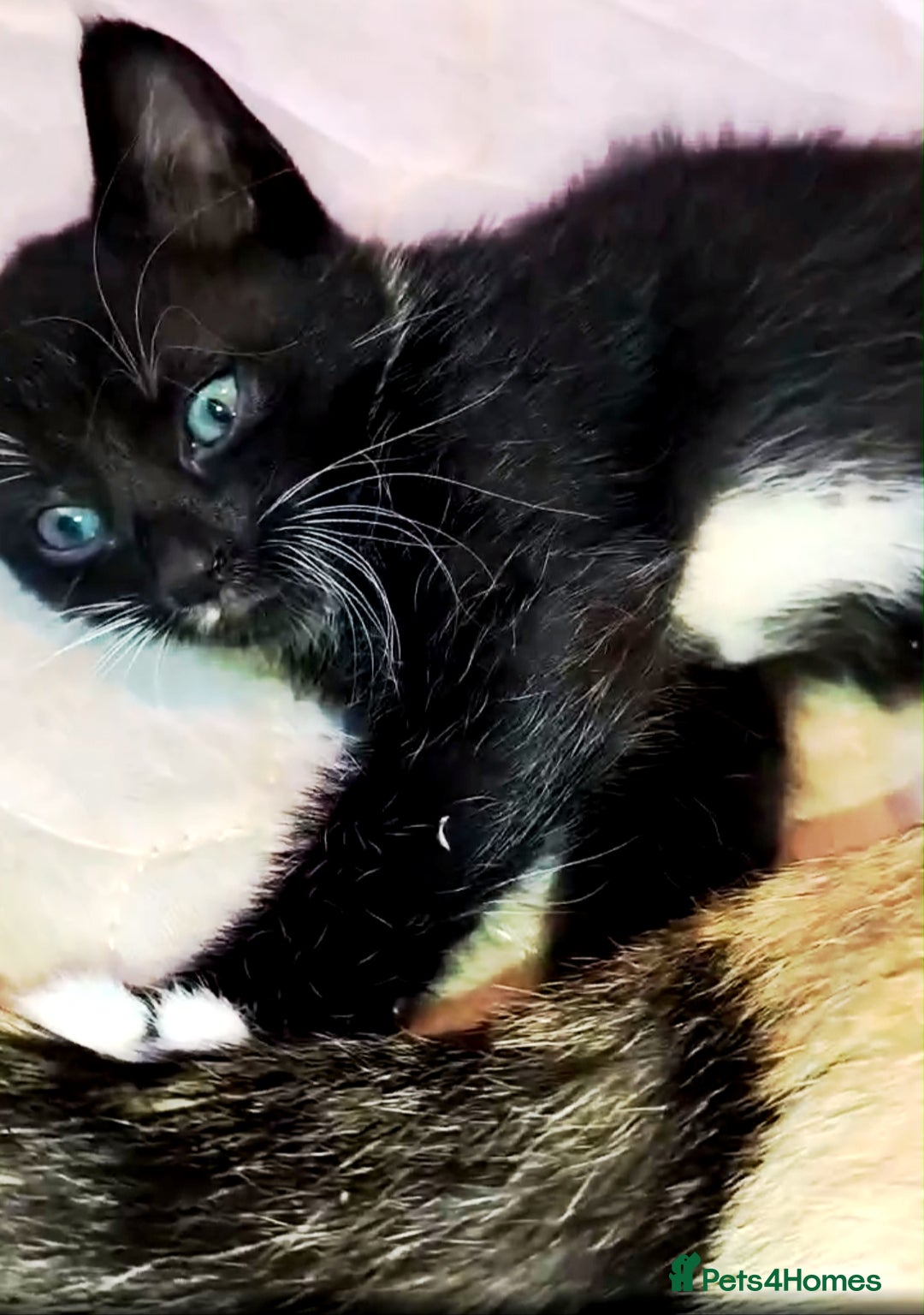 Mixed Breed cats for sale: Four female kittens ready for a new home   in Aylesbury - Advert 4