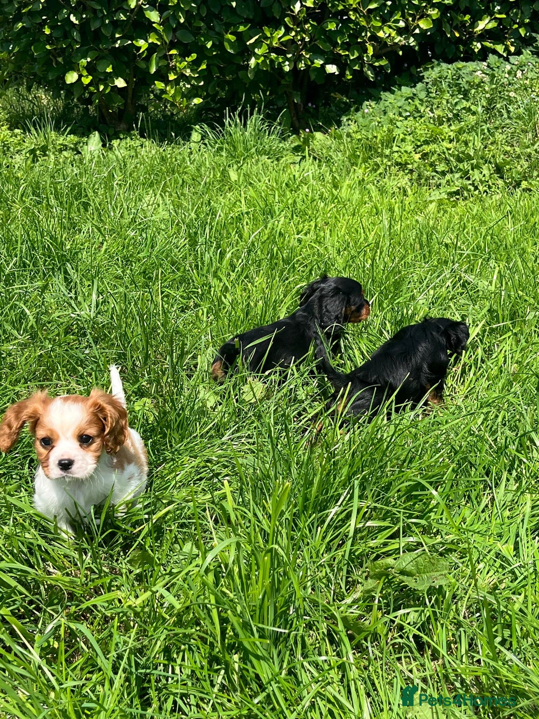 Cavalier King Charles Spaniel dogs for sale: Cavalier King Charles  - Image 4