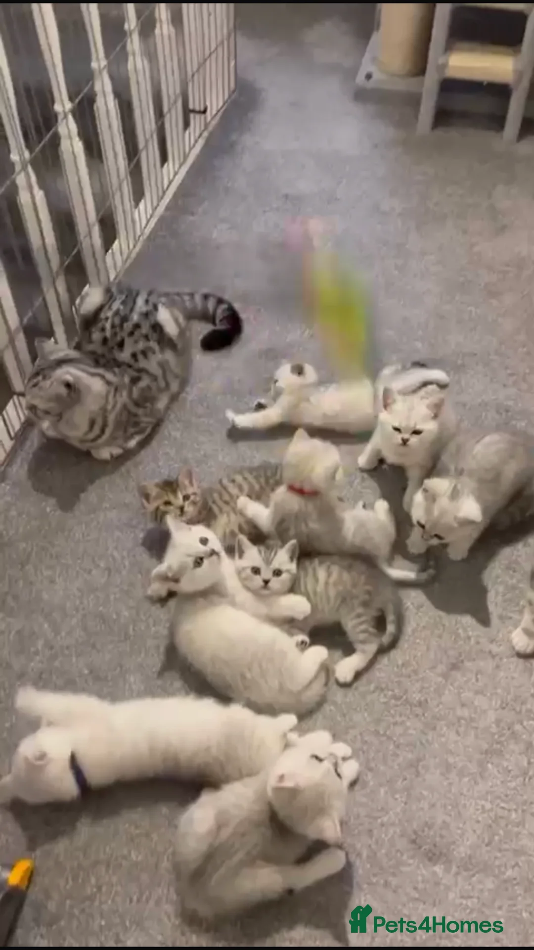 British Shorthair cats for stud: 🐾 British Shorthair Silver Shaded Stud 🐾 in Basildon - Advert 11