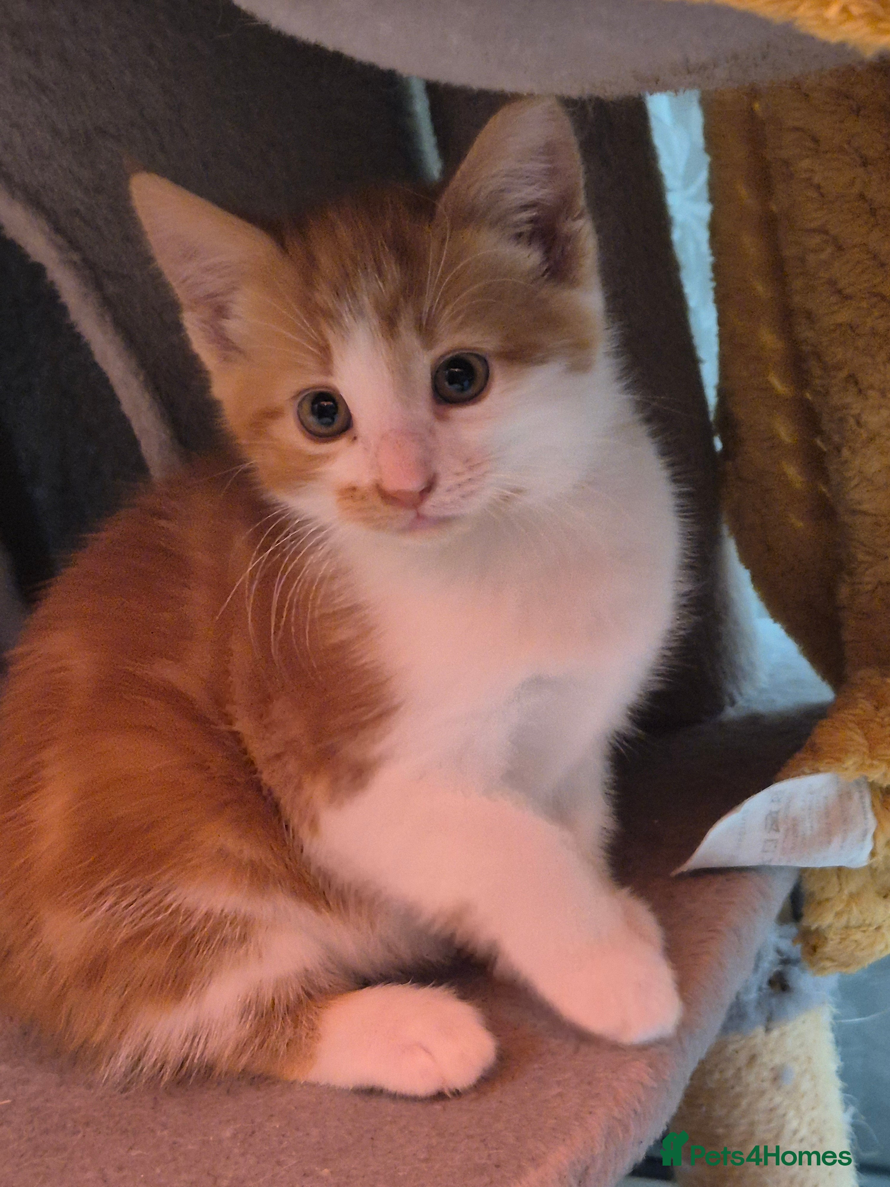 Mixed Breed cats Cute kitten - Advert 13