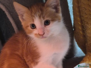 Mixed Breed cats Cute kitten - Advert 13