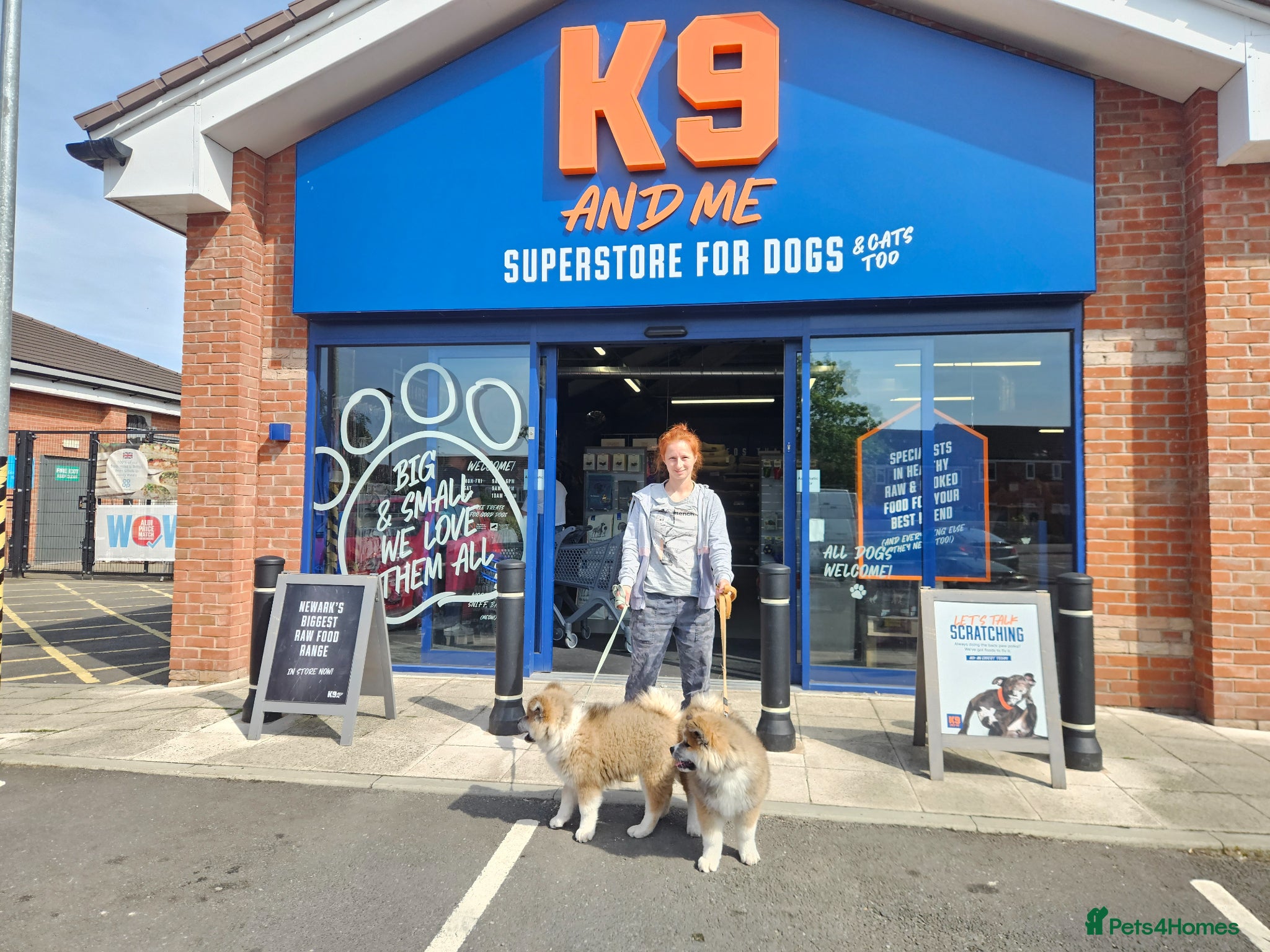 Japanese Akita Inu dogs for sale: RKC Registered Long-Coat Female - Advert 12