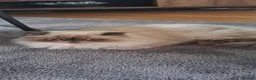 Himalayan cats for sale: Beautiful Persian Himalayan - Advert 2