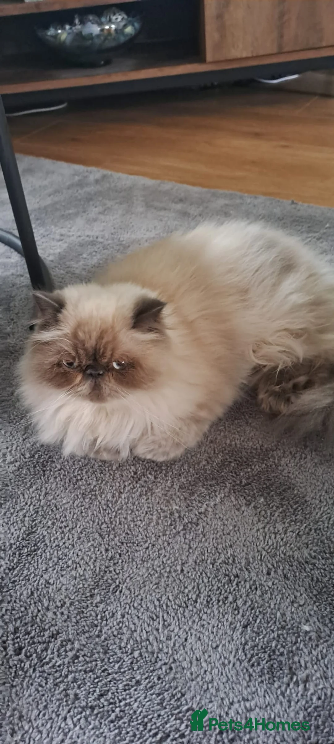 Himalayan cats for sale: Beautiful Persian Himalayan - Advert 2