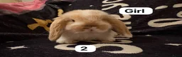 Mini Lop rabbits for sale: Stunning mini lops for sale  - Advert 2