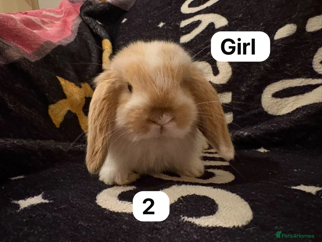 Mini Lop rabbits for sale: Stunning mini lops for sale  - Advert 2