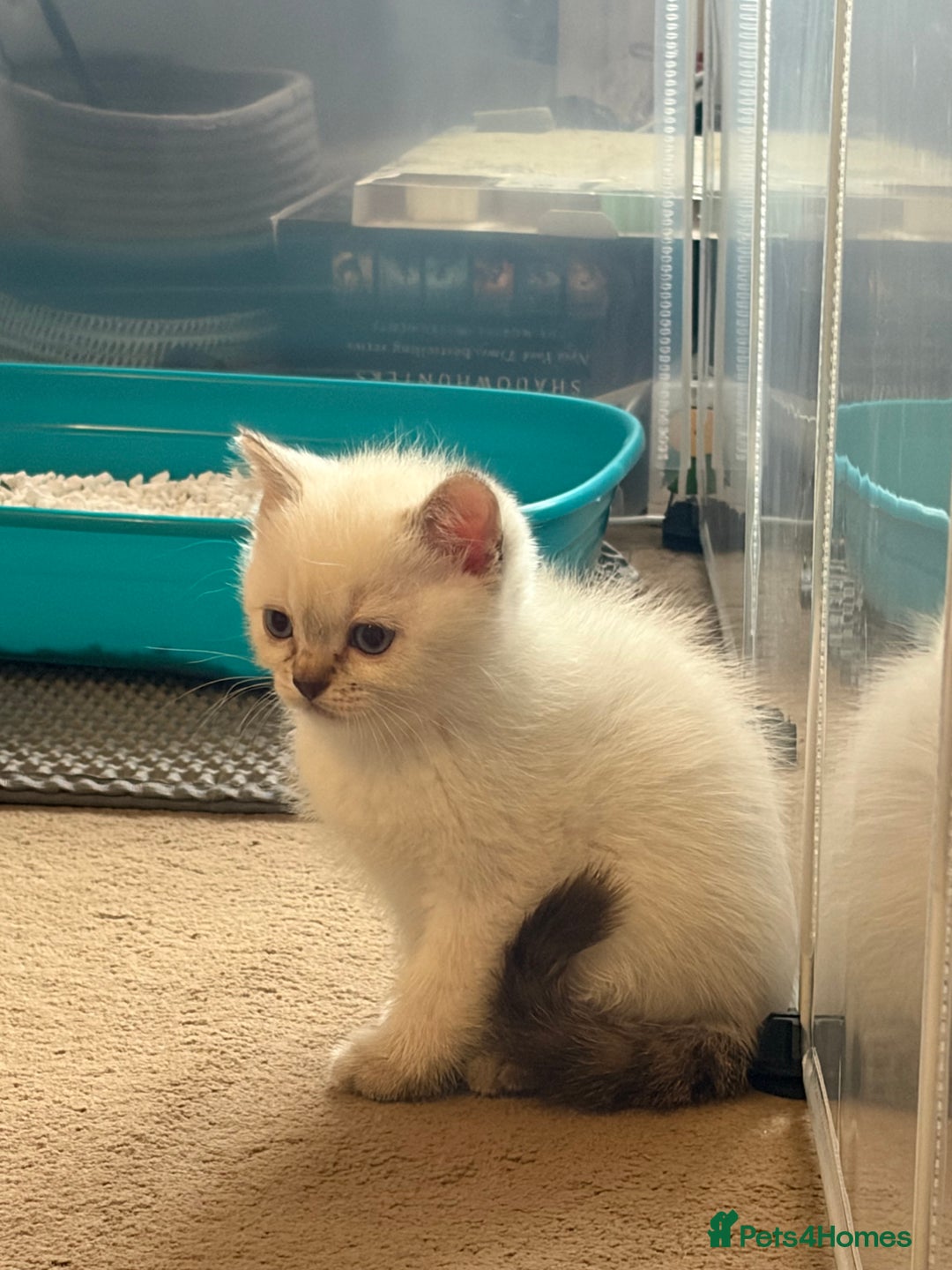 Scottish Fold cats for sale: Scottish Fold/Straight Kittens  - Advert 9