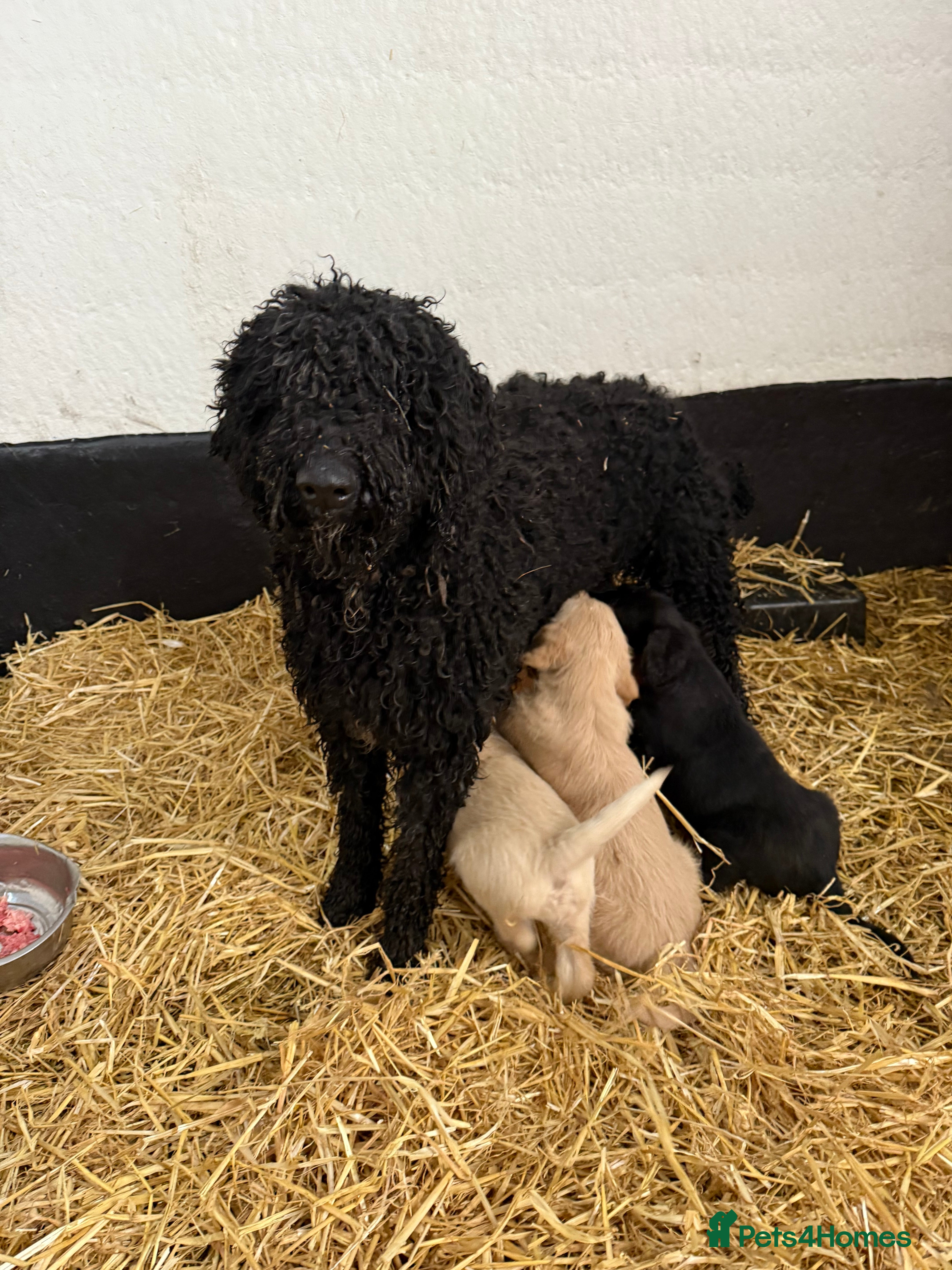 Labradoodle dogs Labradoodle pups  - Advert 1