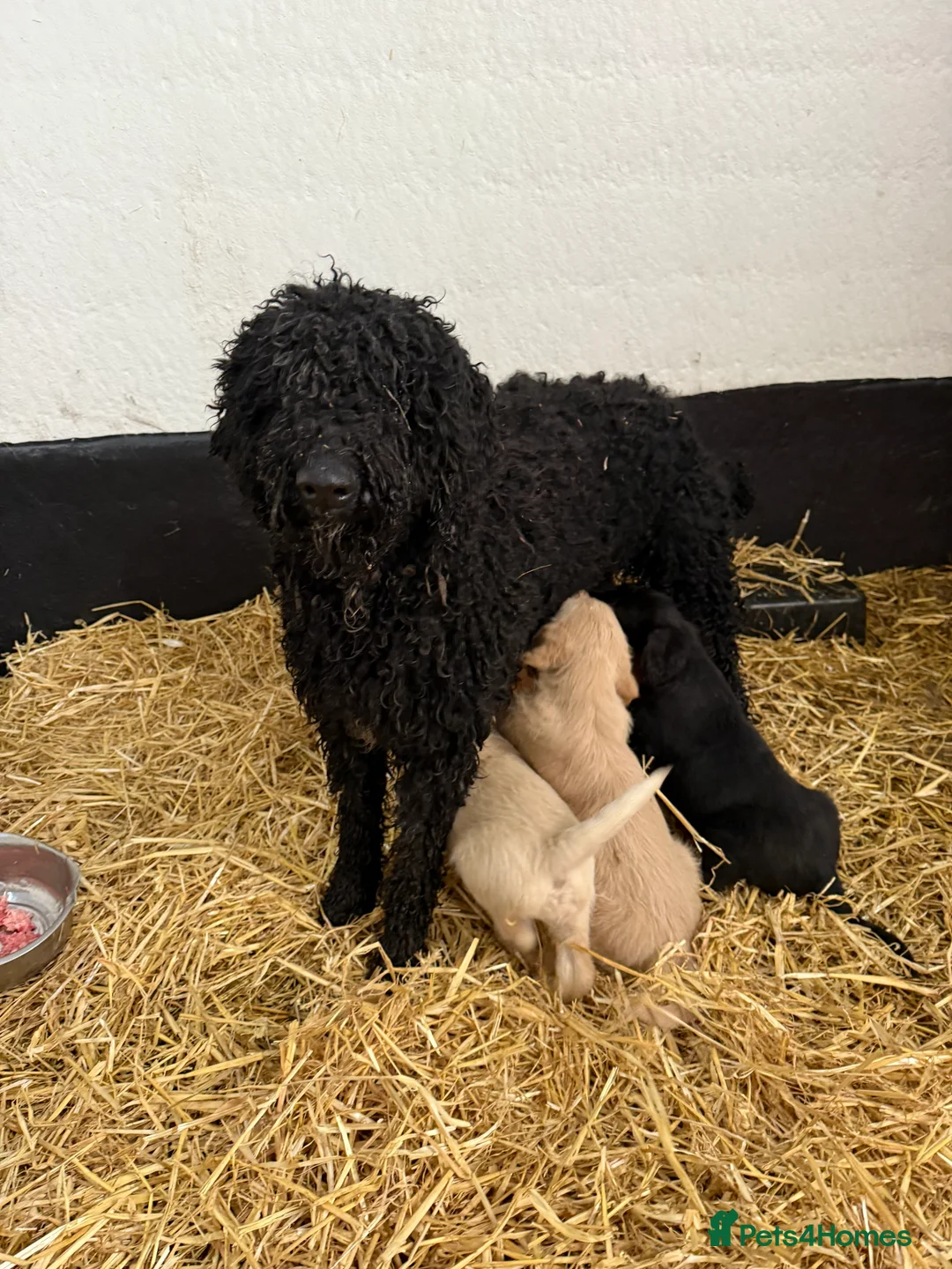 Labradoodle dogs for sale: Labradoodle pups  - Advert 1