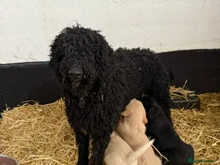 Labradoodle dogs Labradoodle pups - Advert 1