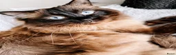 Ragdoll cats for sale: Beautiful ragdoll girls!  - Advert 16