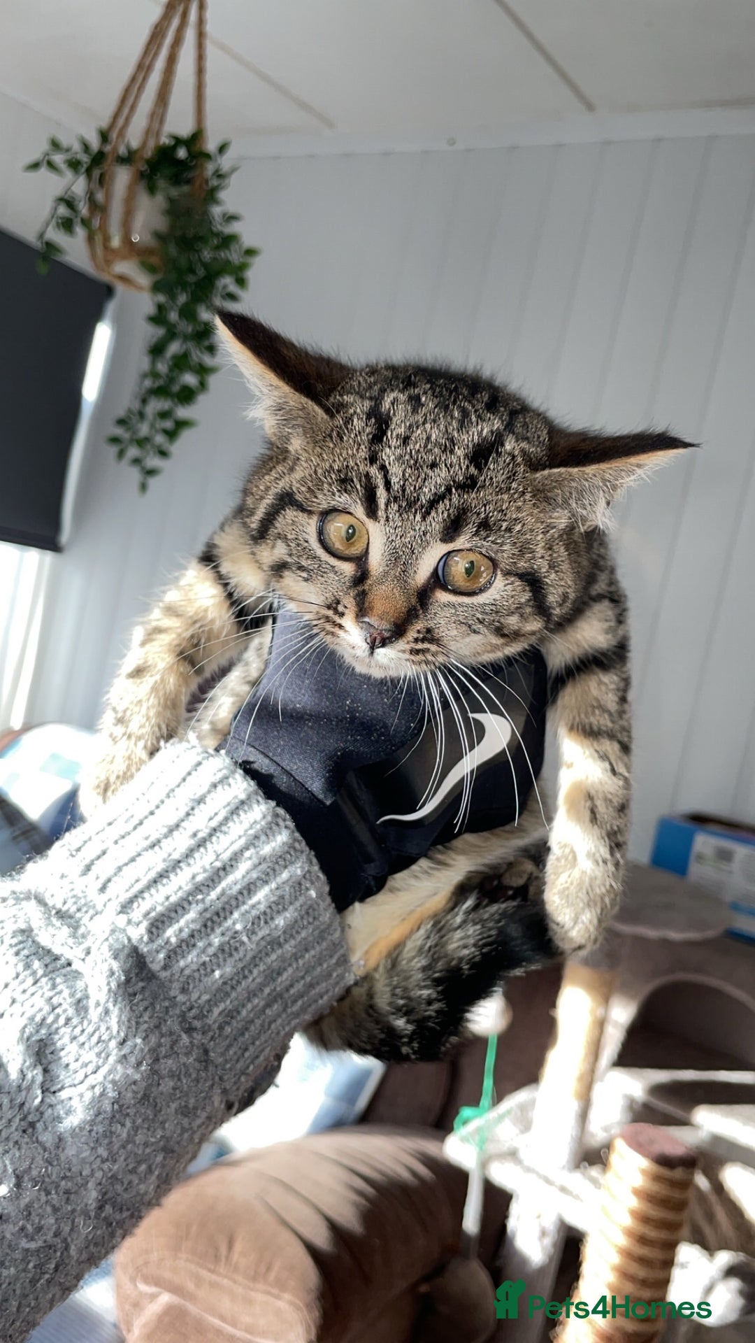 Mixed Breed cats for sale: Mixed rescue kittens  - Advert 7