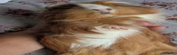 Guinea Pig rodents for sale: Long haired girls in Torquay - Advert 8