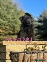 German Shepherd dogs - Advert 6