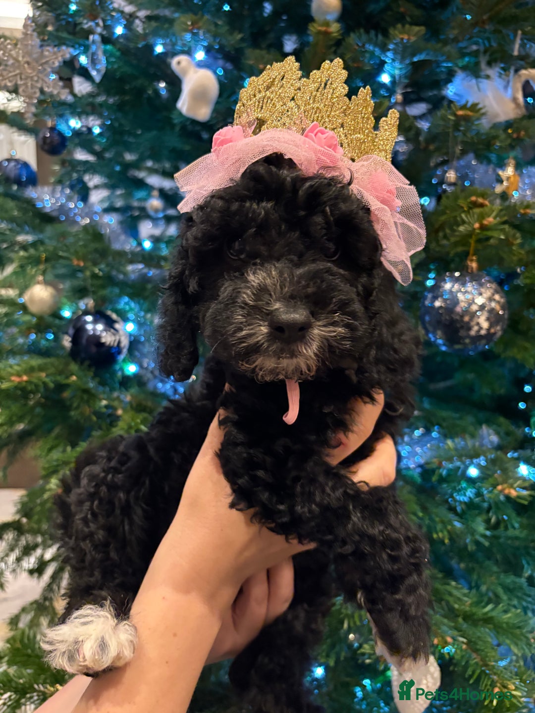 Cockapoo dogs for sale: Beautiful Cockapoo miniature (toy) black, tuxedo - Advert 18