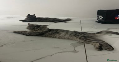 Maine Coon cats - Advert 10