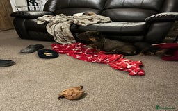Dachshund dogs for sale: Teckels puppies - Image 3