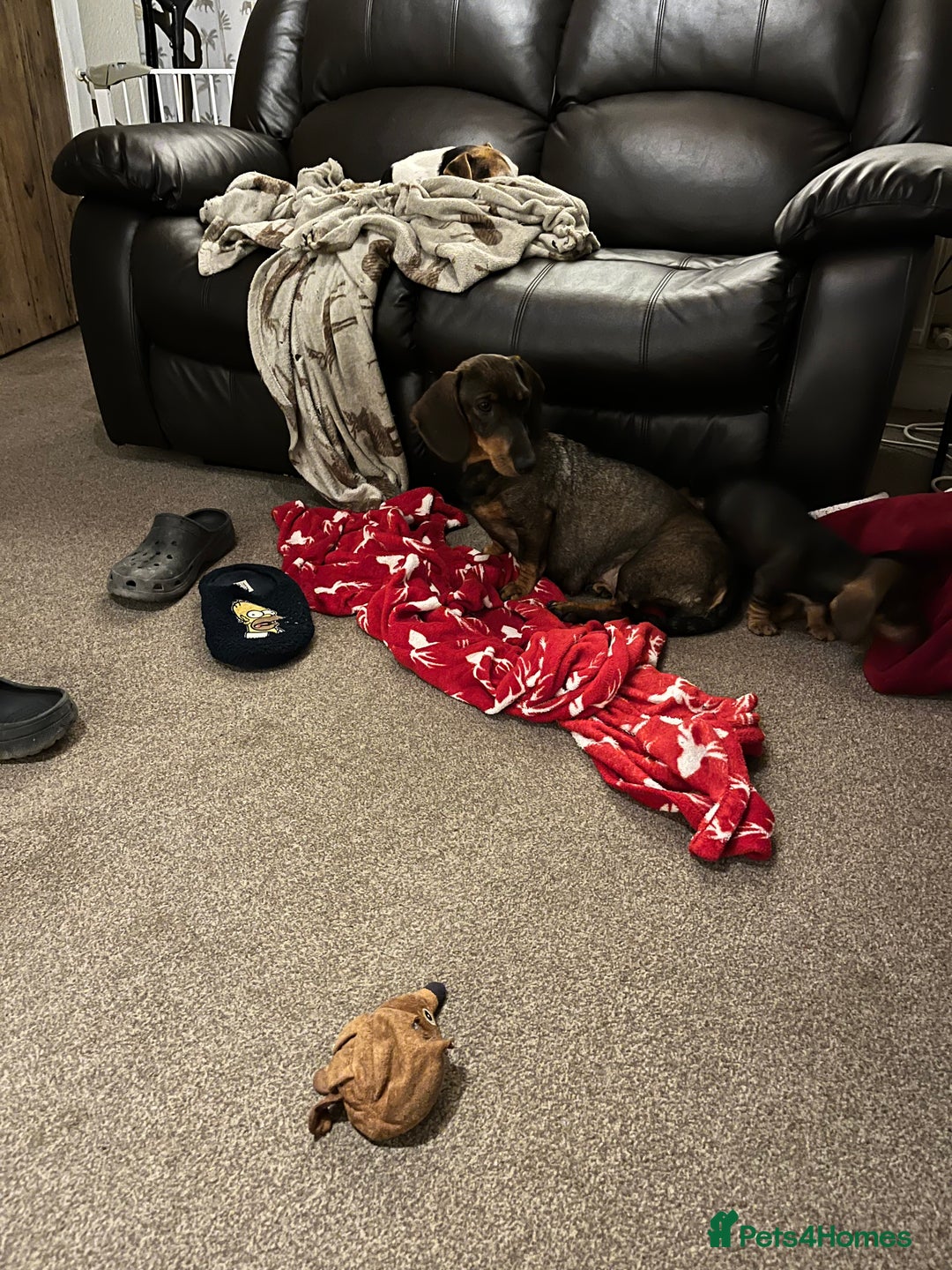 Dachshund dogs for sale: Teckels puppies - Image 3