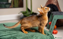 Abyssinian cats for sale: Premium Abyssinian kittens-TICA- Champion Pedigree - Image 17