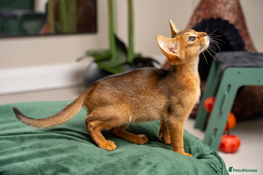 Abyssinian cats for sale: Premium Abyssinian kittens-TICA- Champion Pedigree - Image 17