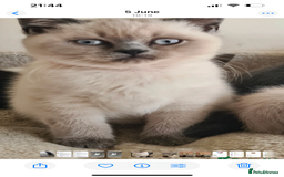 British Shorthair cats for sale: British shorthair - Image 1