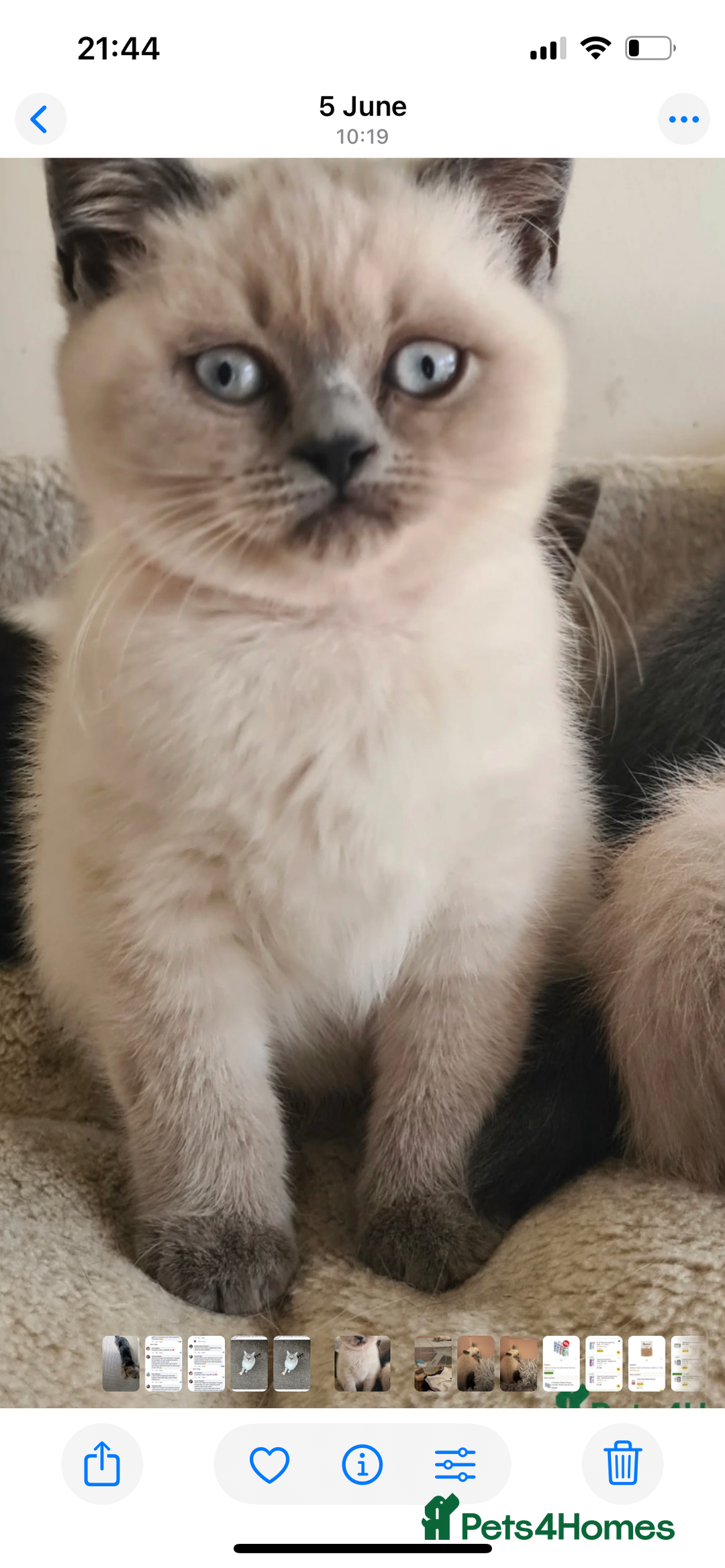 British Shorthair cats for sale: British shorthair - Image 1