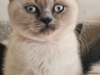 British Shorthair cats for sale - Advert 1